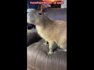 kapibara bezhit za edoy like kapibara shorts capybara